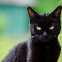 Psychic Zara Cat