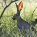 Wild hare in a field
