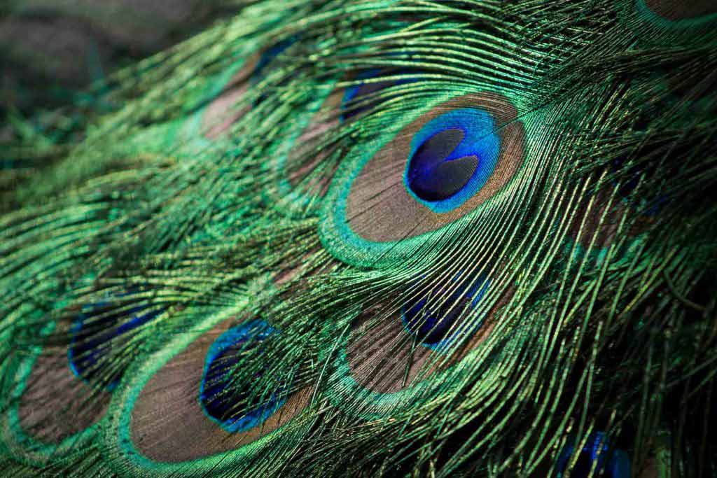 peacock-feathers